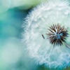 lovesdandelions